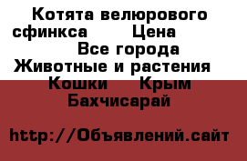 Котята велюрового сфинкса. .. › Цена ­ 15 000 - Все города Животные и растения » Кошки   . Крым,Бахчисарай